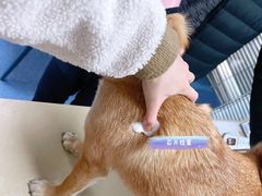-顺强宠物诊所·狂犬免疫·夜诊·骨科(嘉定店)