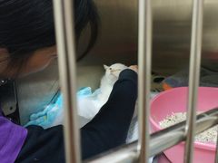 -瑞鹏宠物医院·骨外科·心肾科·肿瘤科(九亭店)
