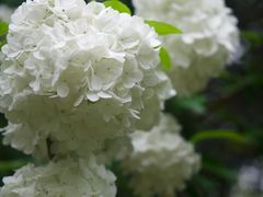 -上海滨江森林公园