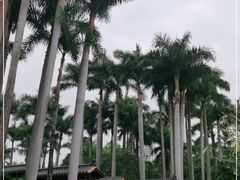 -金花茶公园
