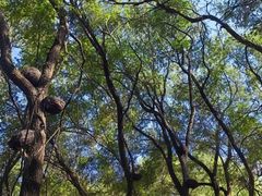 -长白岛森林公园