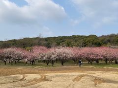 -苏州上方山国家森林公园