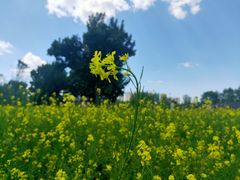 -长白岛森林公园