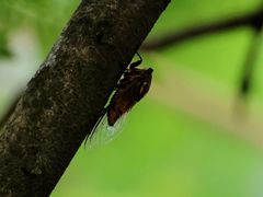 -重庆彩云湖湿地公园