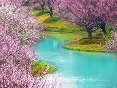 -花开海上生态园