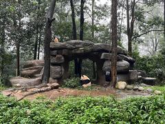 -中国大熊猫保护研究中心雅安碧峰峡基地