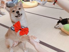 -逗柴咖啡屋·狗咖猫咖宠物桌游