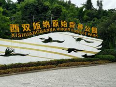 -西双版纳原始森林公园