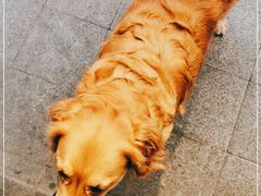 -八婆婆烧仙草(曾厝垵店)