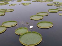 -荷塘月色湿地公园·向阳花洲