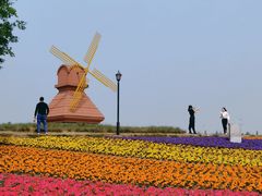 -杭州湾海上花田景区