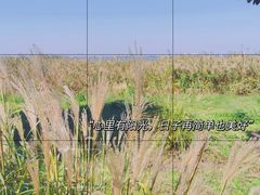 -莲花岛景区