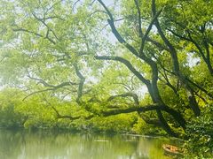 -西湖游船