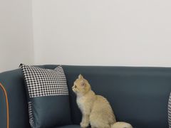 -lincat·猫舍(广州店)