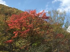 -望天鹅景区