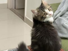 -小猫来了·猫舍(红山六九七九店)