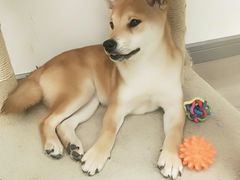 -浣熊柯尔鸭土拨鼠·电玩咖
