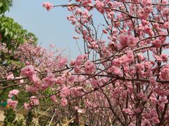 -天适樱花悠乐园