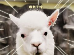 -上海大自然野生昆虫馆(东方明珠·爬宠昆虫探索中心)