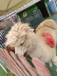 -萌宠亲子动物乐园(槐房万达店)