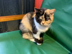 -猫色咖啡·猫咖