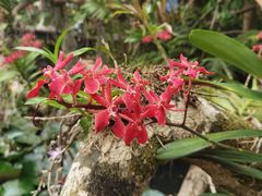 -中国科学院西双版纳热带植物园