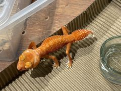 -酷以爬仙阁实体爬宠店·守宫·蜥蜴·专业繁育