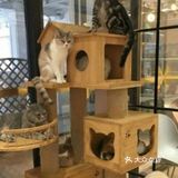 六一带宝宝必打卡去处‖宠物主题亲子体验馆