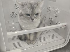 -爱洗澡的猫(望京店)