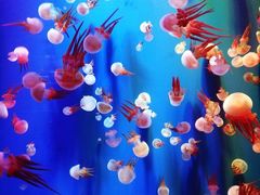 -成都浩海立方海洋公园