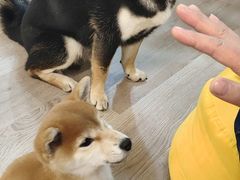 -柴迷FANS CLUB·柴犬狗咖·猫咖