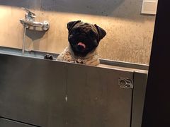 -PETKIT小佩宠物·低压洗护(国顺东路店)