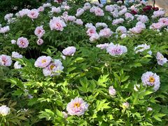 -莲花池公园