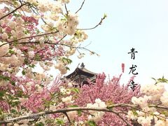 -西安青龙寺遗址景区