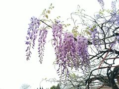 -嘉定紫藤园