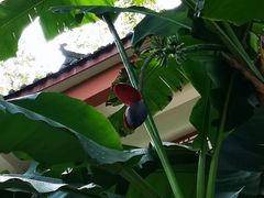 -南山植物园