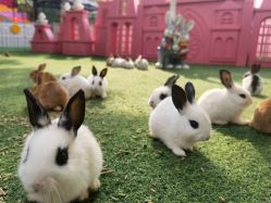 -萌宠亲子动物乐园(槐房万达店)