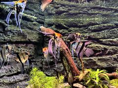 -上海海洋水族馆