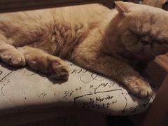 -猫色咖啡·猫咖