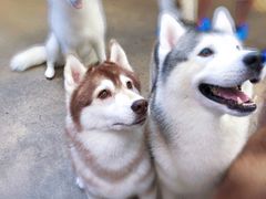 -TrueLove @ Neverland (Husky Cafe)