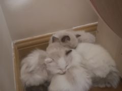 超可爱的猫猫-喵屋coffee