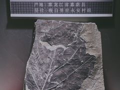 -嘉荫恐龙国家地质公园