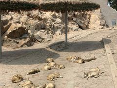 -西霞口神雕山野生动物世界