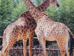 -云南野生动物园