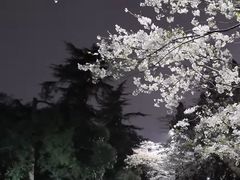 -武汉大学-樱园