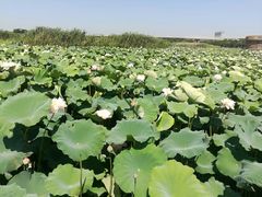 -荷塘月色湿地公园·向阳花洲