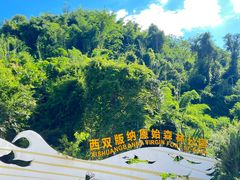 -西双版纳原始森林公园
