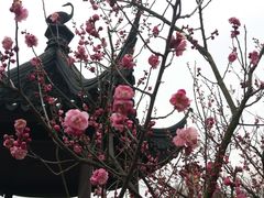 -香雪海