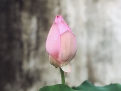 -几荷·恰似故人来(秀水广场店)