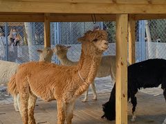 -长白岛森林公园